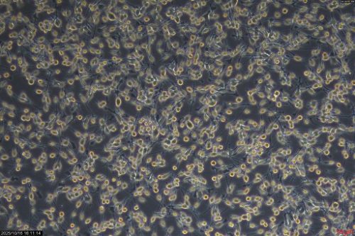 Stable, Scalable, and Ready Immortalized Cells for In Vitro Culture