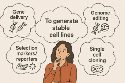 generate stable cell lines