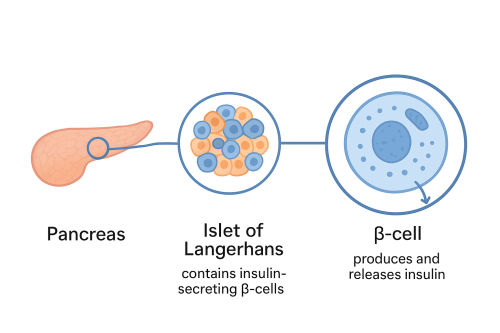 A Brief Introduction to Diabetes Mellitus