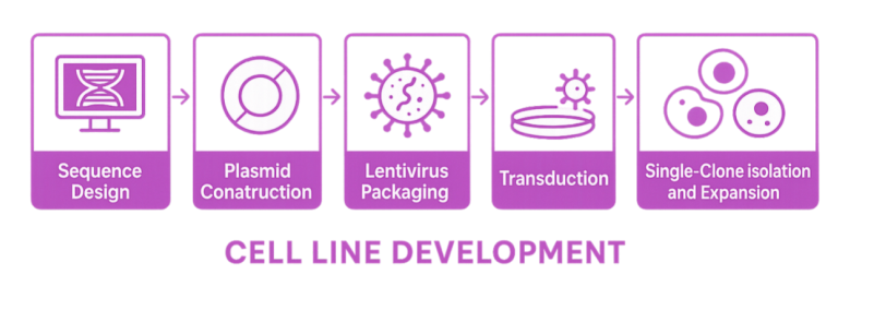 Cell Line Development