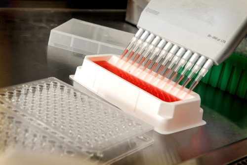 The Types of Various Stable Cell Lines: What You Need?