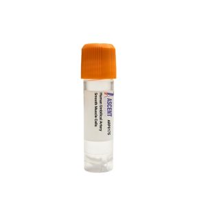 Human Umbilical Artery Smooth Muscle Cells