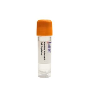Knockout Polyclonal Cell Population