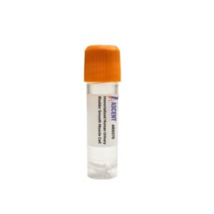 Immortalized Human Urinary Bladder Smooth Muscle Cell