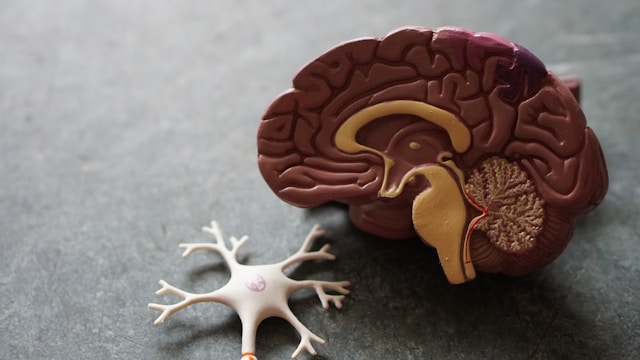 Neuroscience cell models for nervous system research