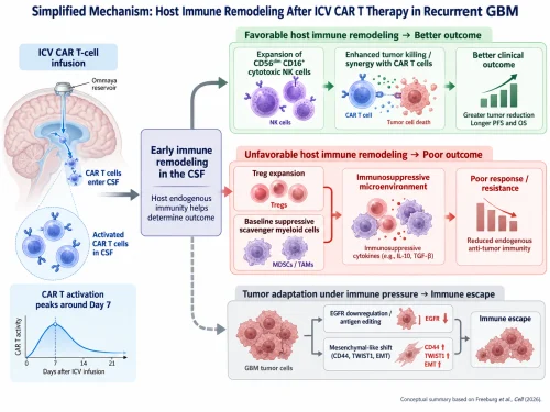 Host Immunity May Shape CAR T-Cell Responses in Recurrent Glioblastoma